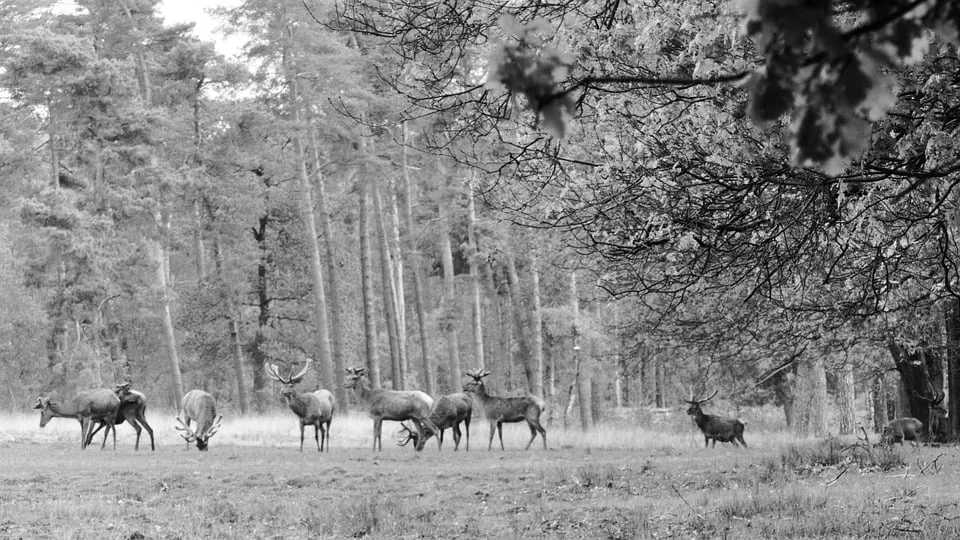 edelhert in bos