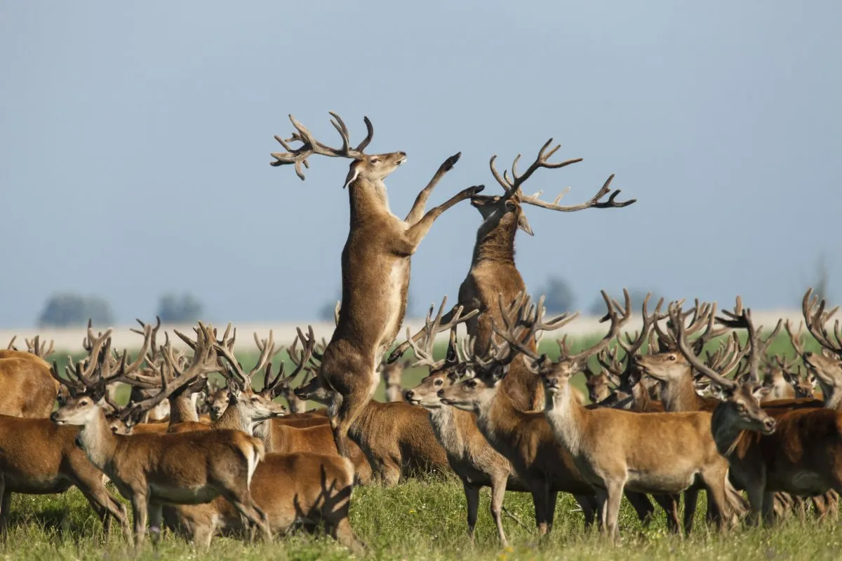 edelherten nieuw park