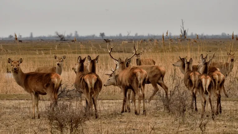 edelherten oostvaardersplassen
