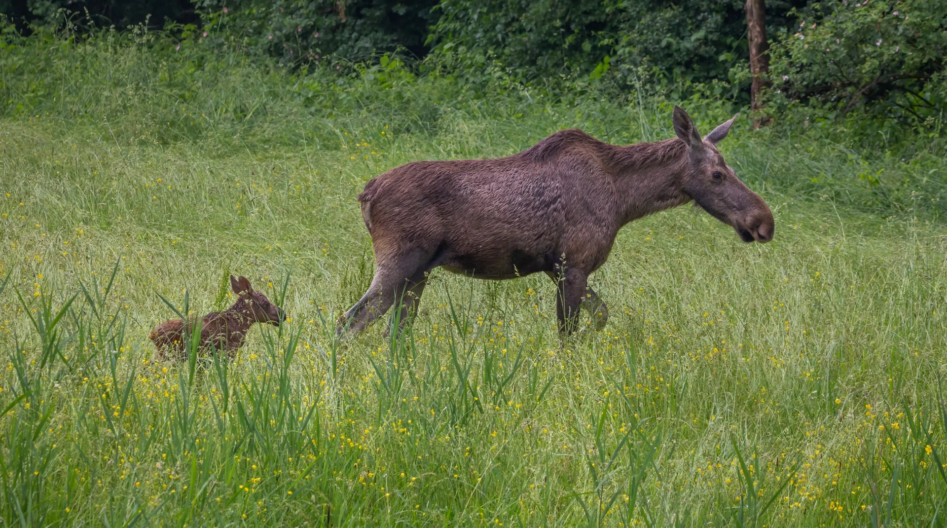 elandje geboren natuurpark lelystad
