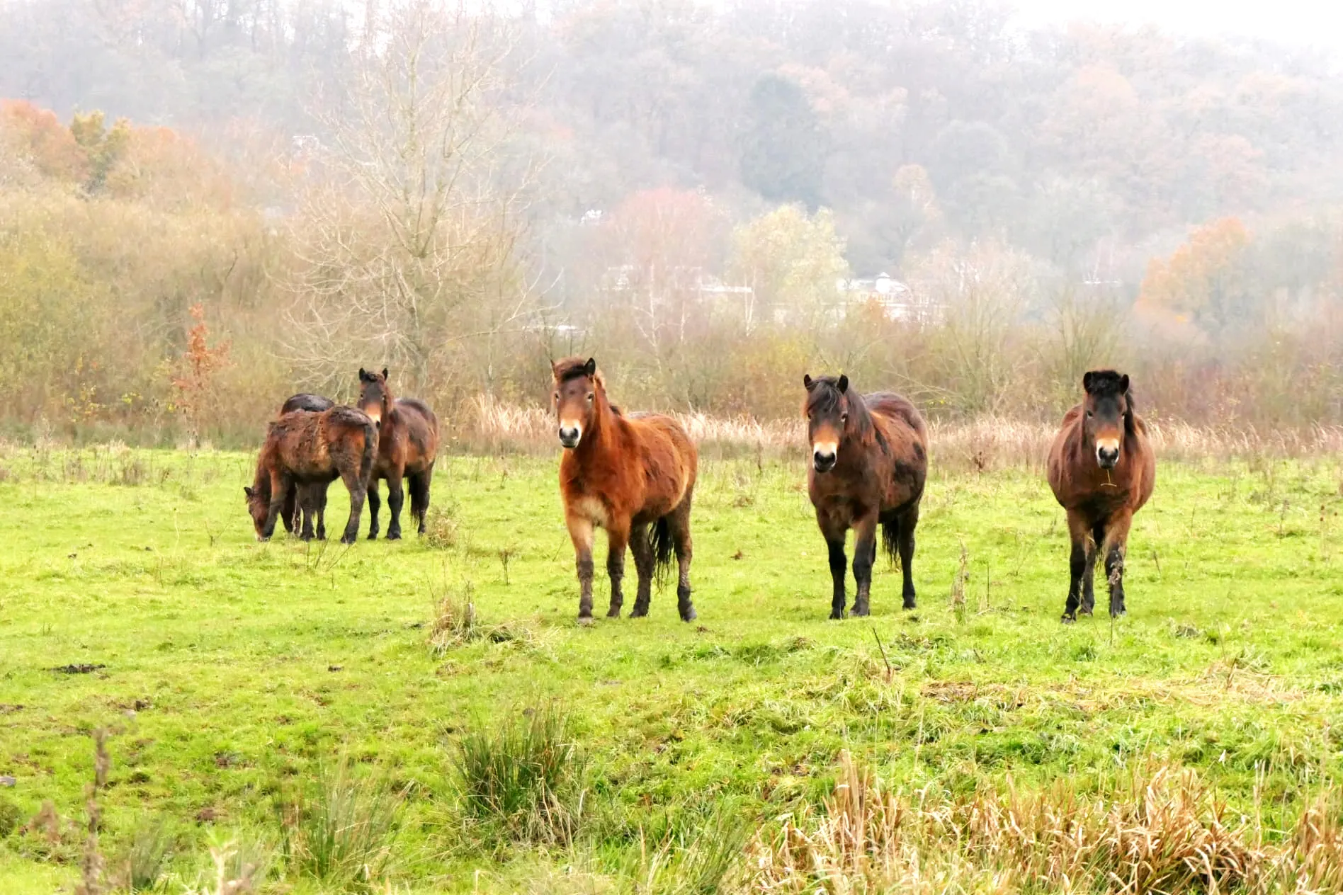 exmoor ponys linde van der burgh het flevo landschap