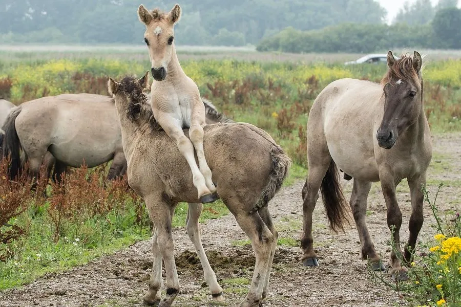 fietsroute oostvaardersplassen
