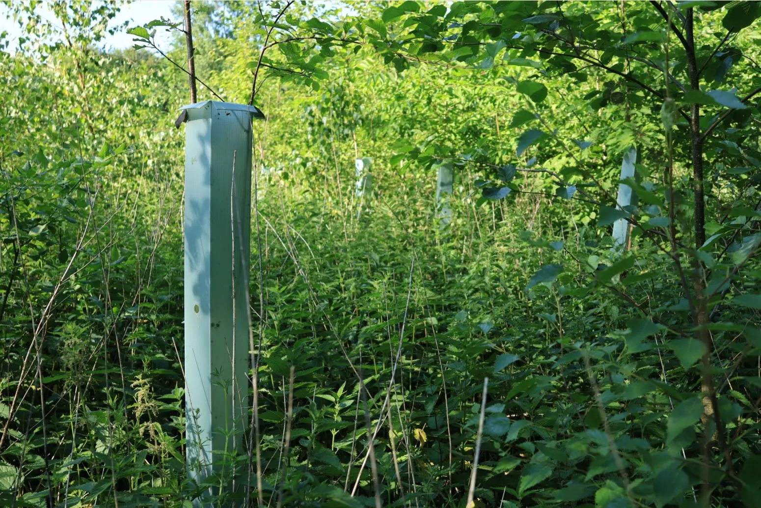 flevolandse bos staatsbosbeheer