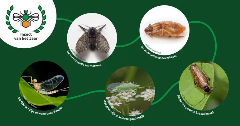 genomineerde insecten 2023 nature today insect van het jaar