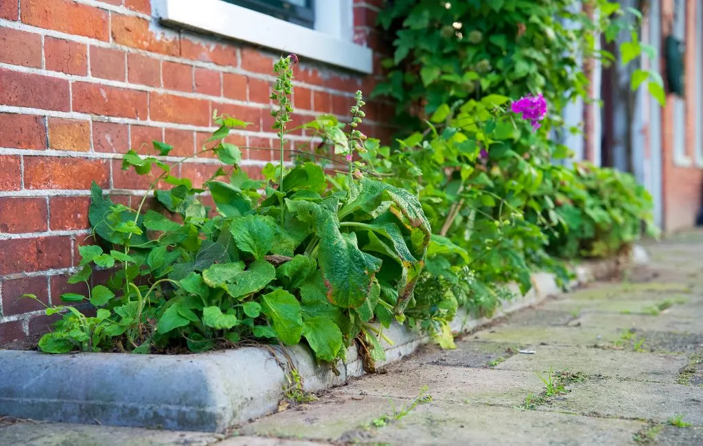 geveltuintje ivn gelderland