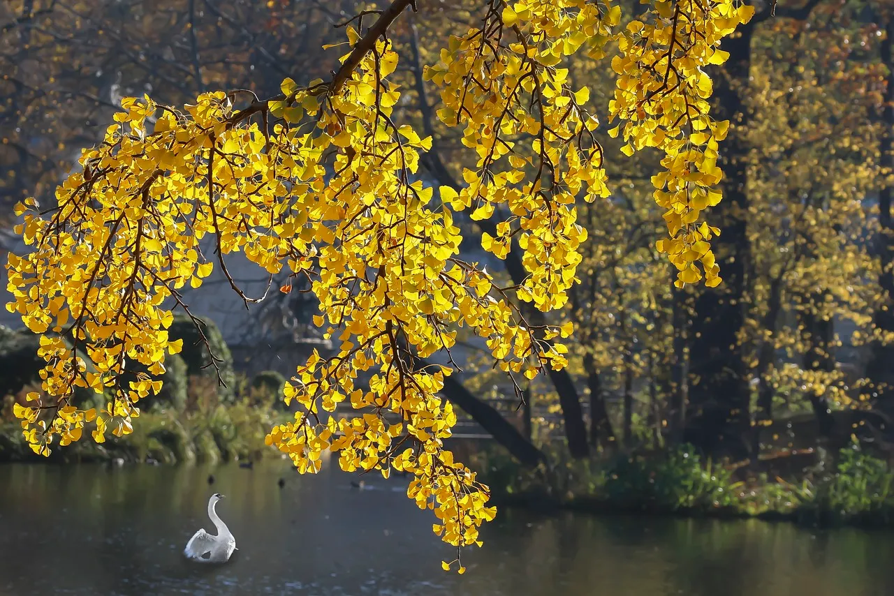 ginkgo gabriela piwowarska via pixabay