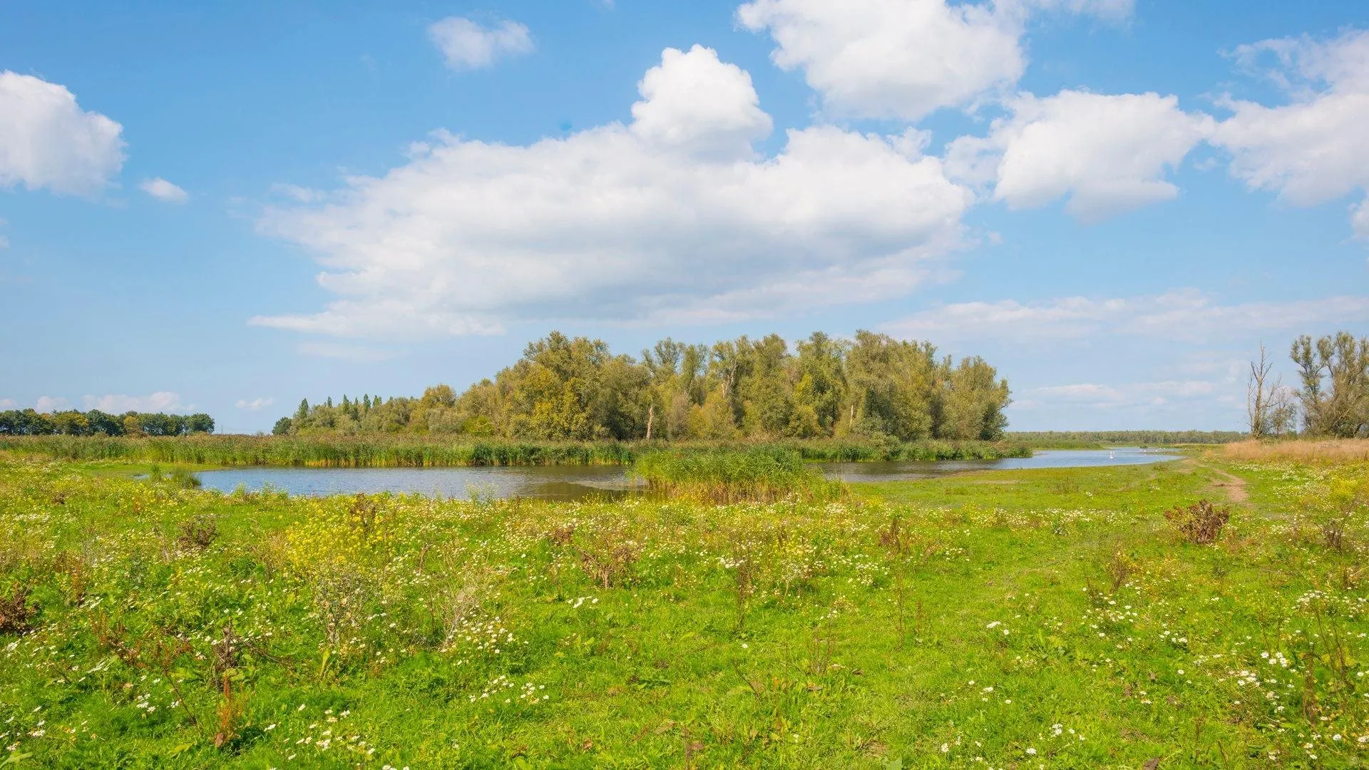 groen met water in de oostvaardersplassen