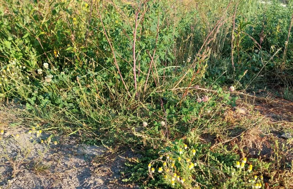 groen onderhoud juli 20222