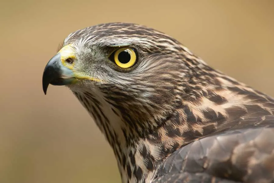 havik oostvaardersplassen