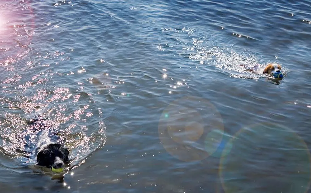 honden in het water gem lelystad