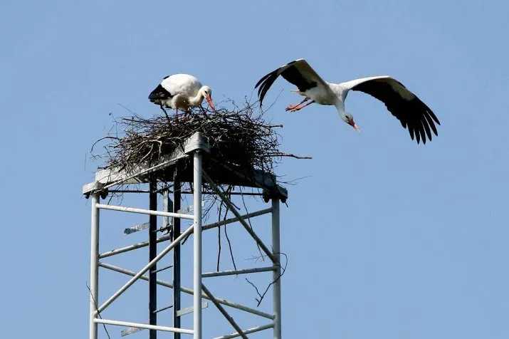 hoogspanningsmasten lelystad vol ooievaars