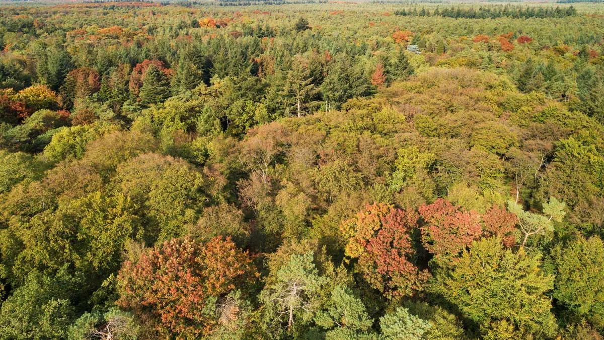 jaar van het bos staatsbosbeheer