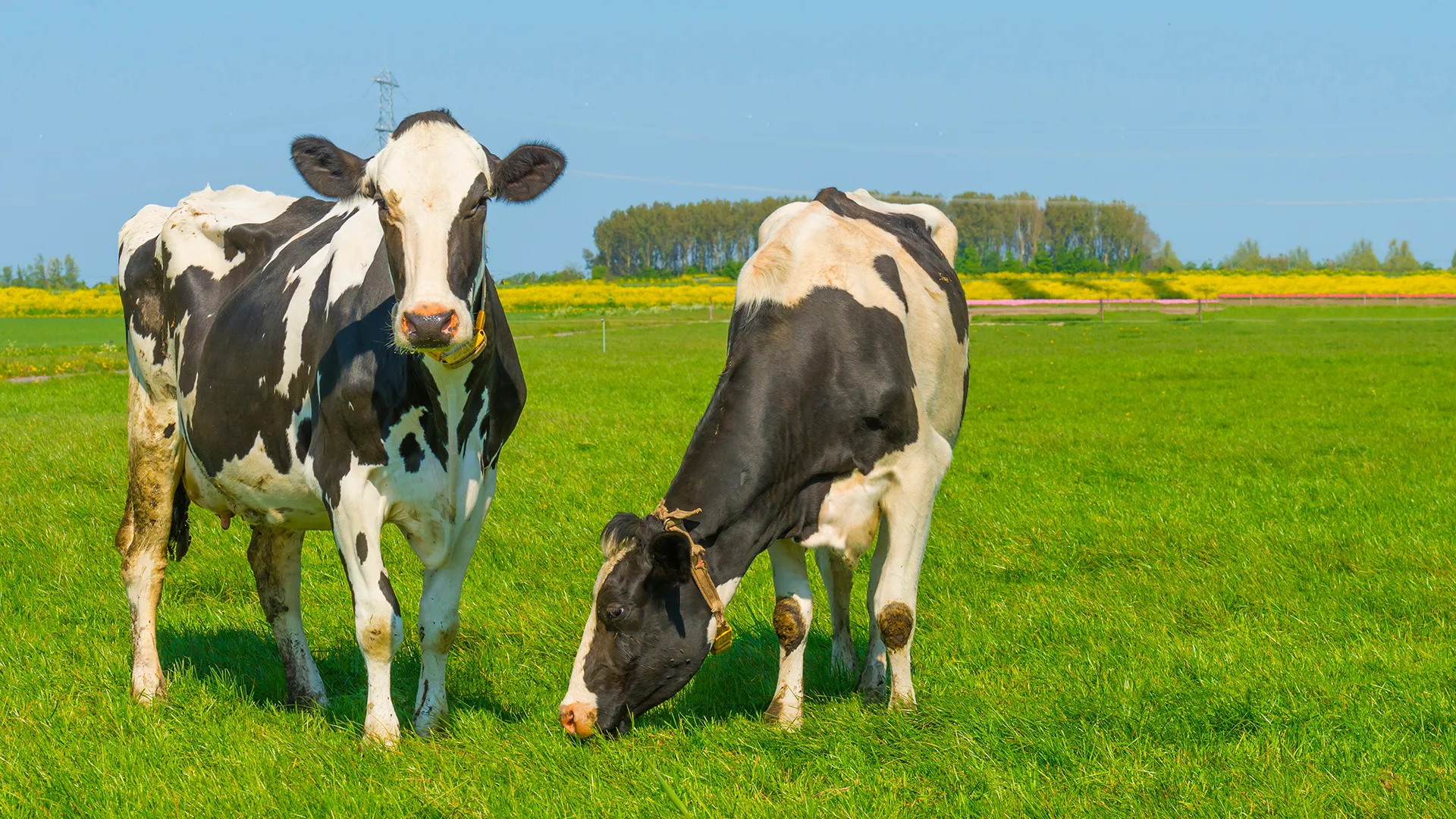 koeien in de wei prov flevoland