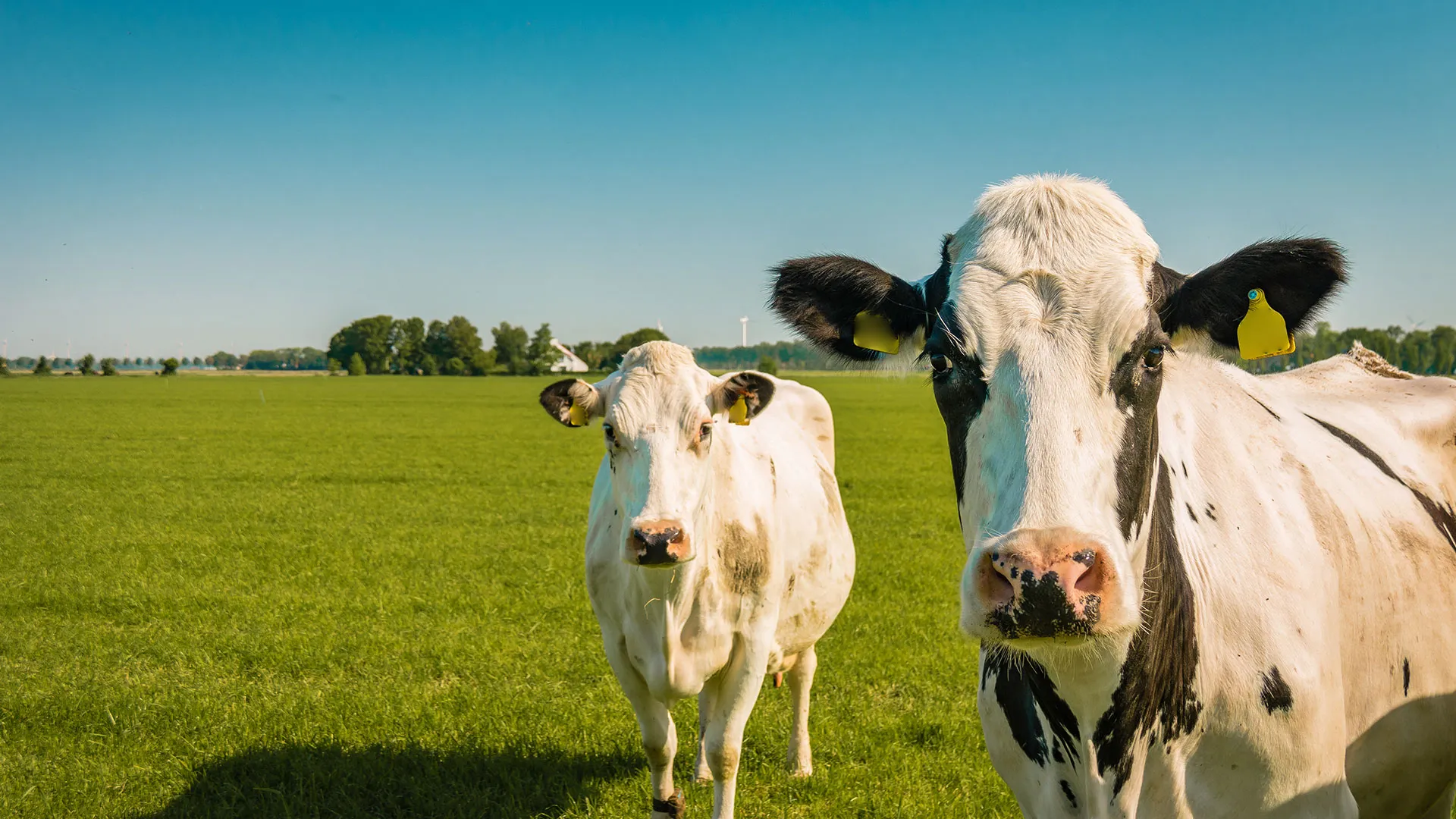 koeien prov flevoland