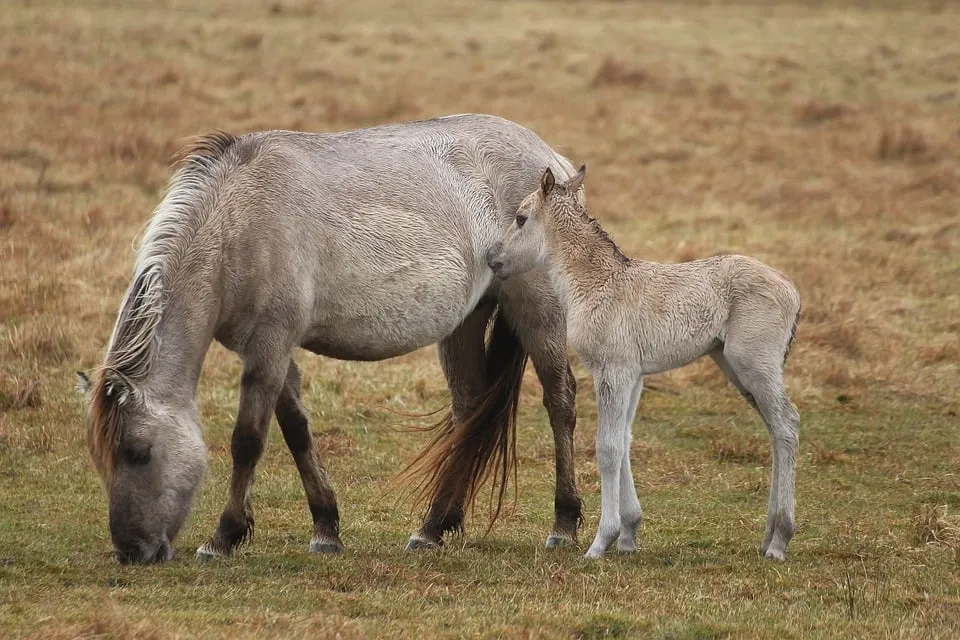 konikpaarden