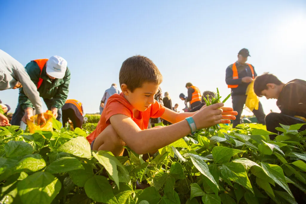 lelystadse oogstdag1
