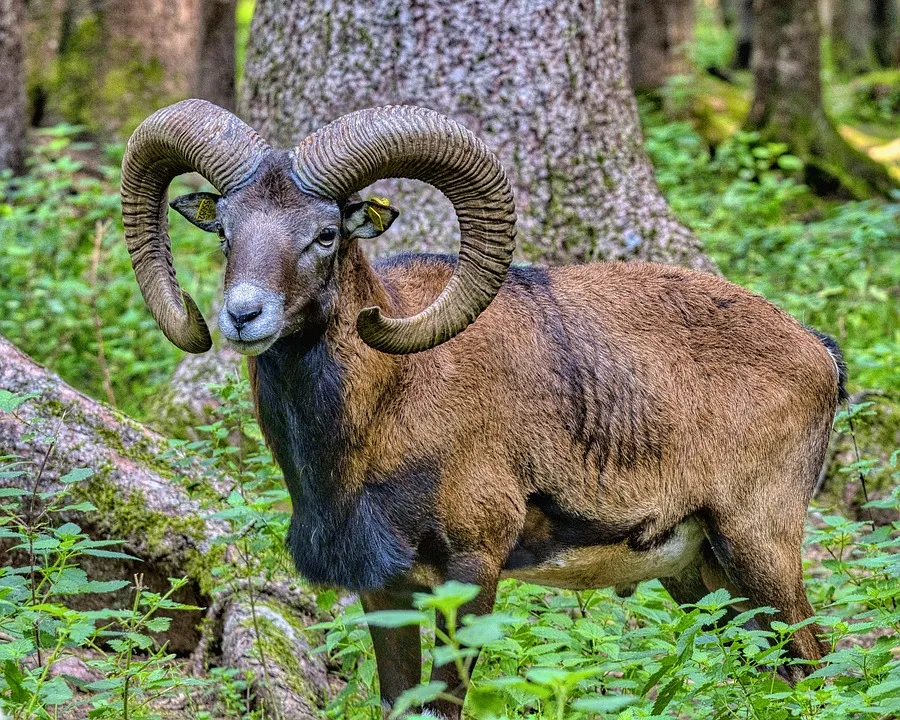 mouflon pixabay