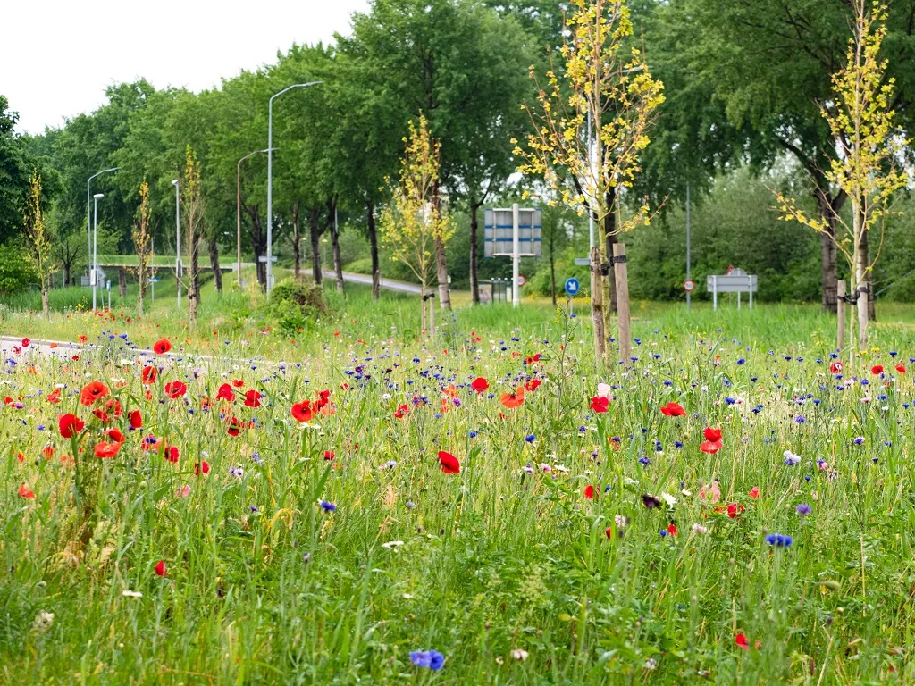 natuur bloemrijke berm gem lelystad