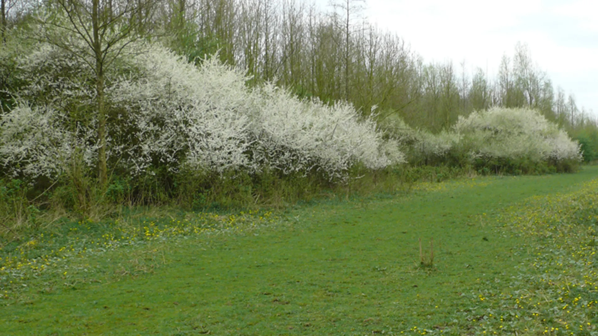natuur staatsbosbeheer provincie flevoland