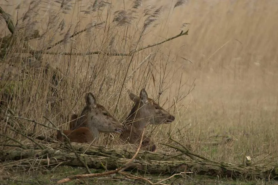 oostvaardersplassen edelhert winter