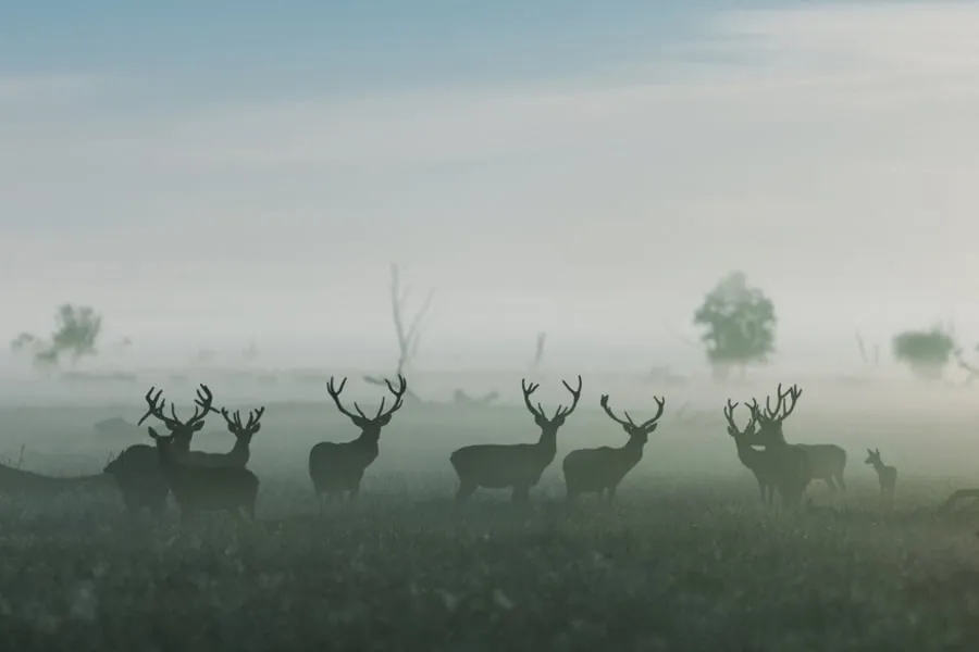 oostvaardersplassen edelherten mist