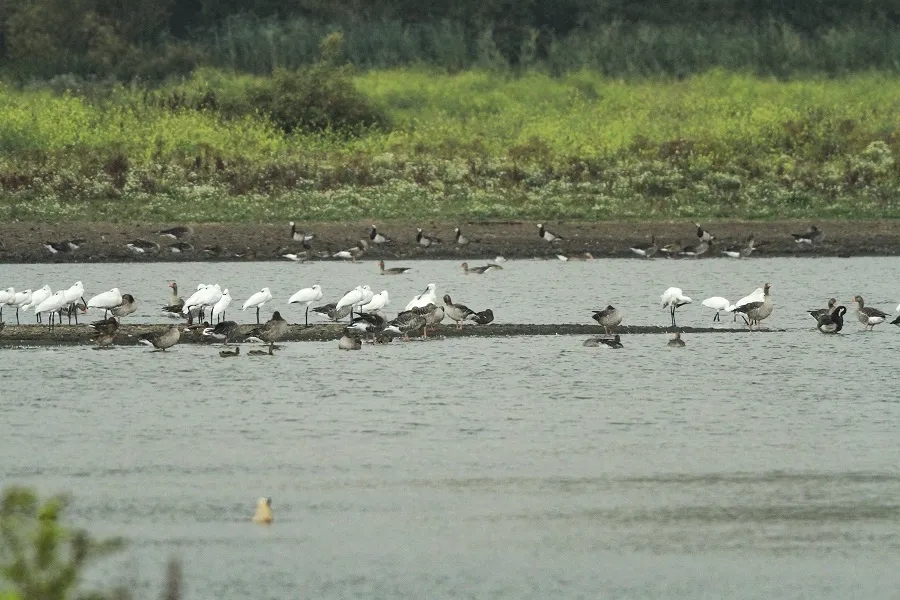 oostvaardersplassen moeras en watervogels