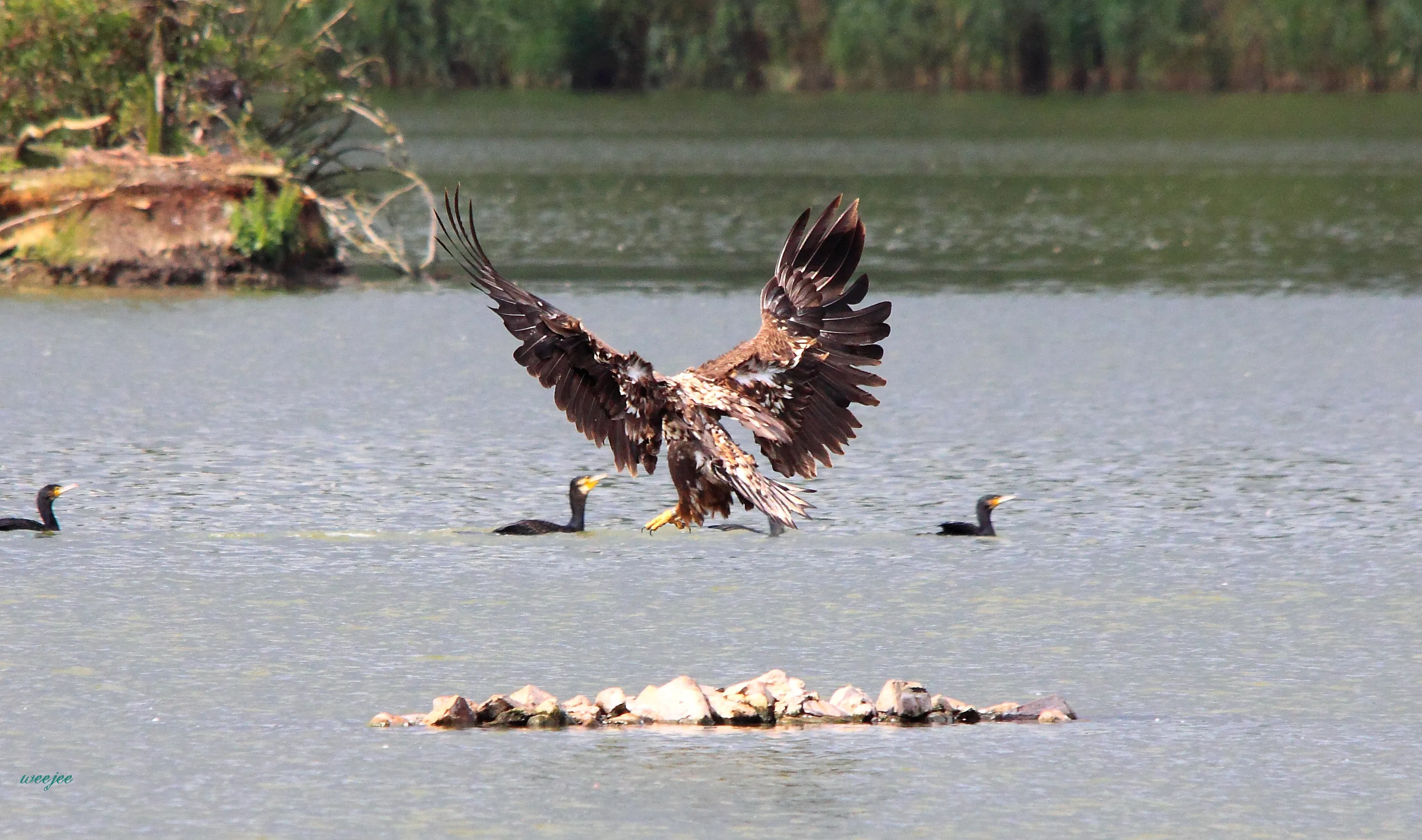 oostvaardersplassen npnl