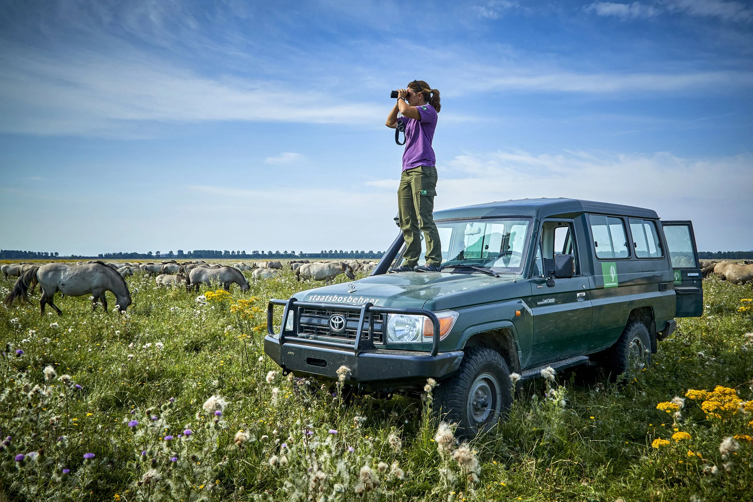oostvaardersplassen1