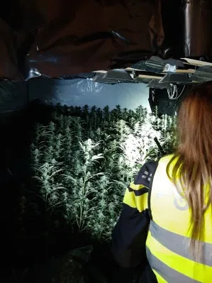 opgerolde hennepkwekerij