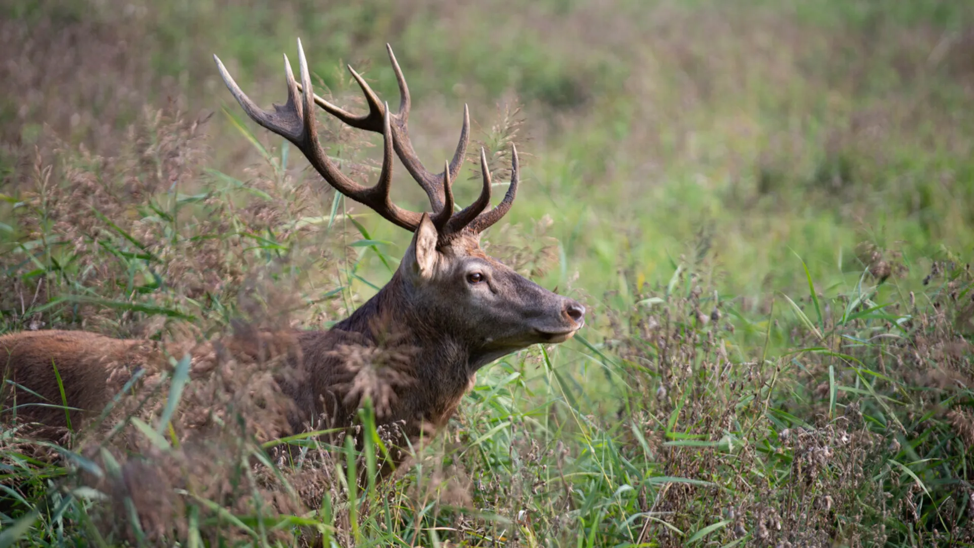 overstekend wild prov flevoland