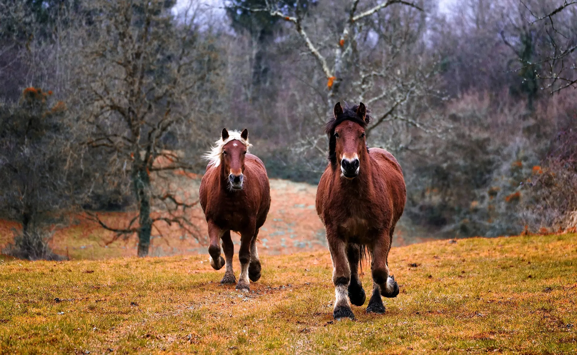 paarden pixabay