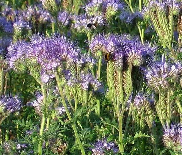 phacelia