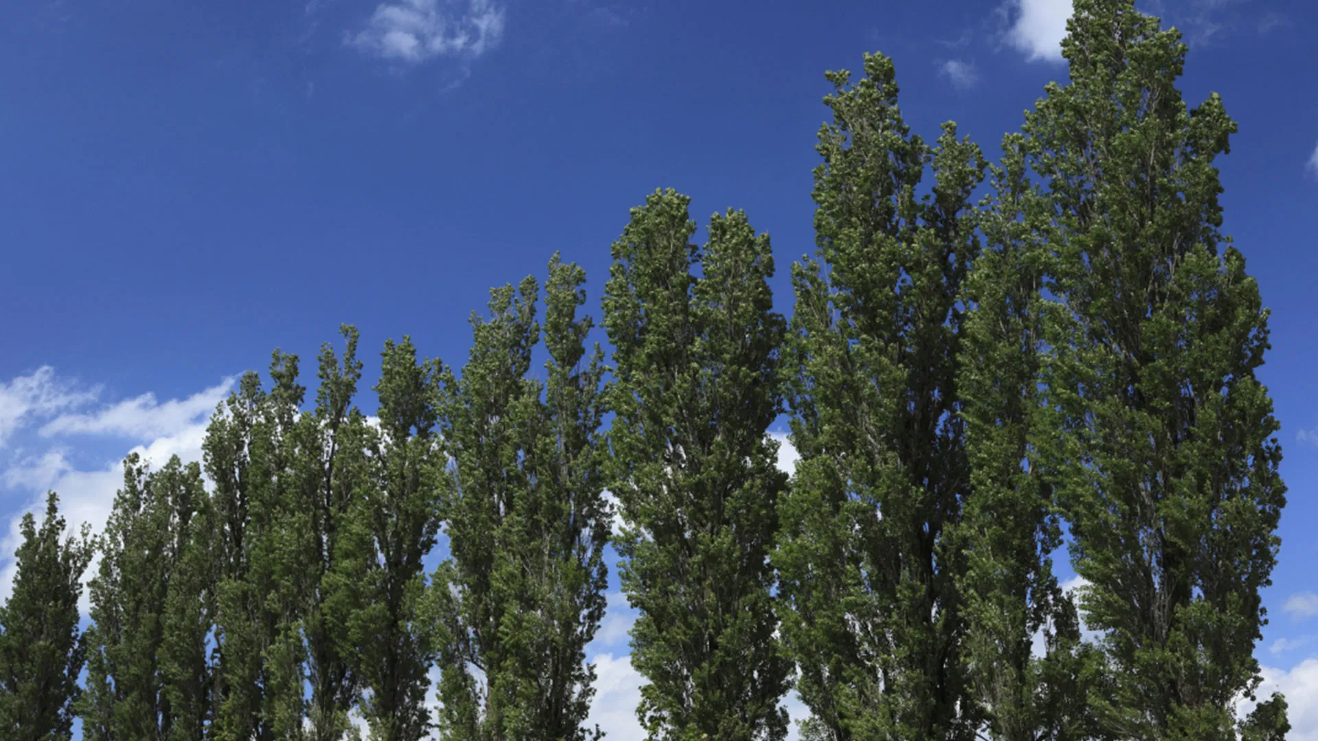 populieren flevoland