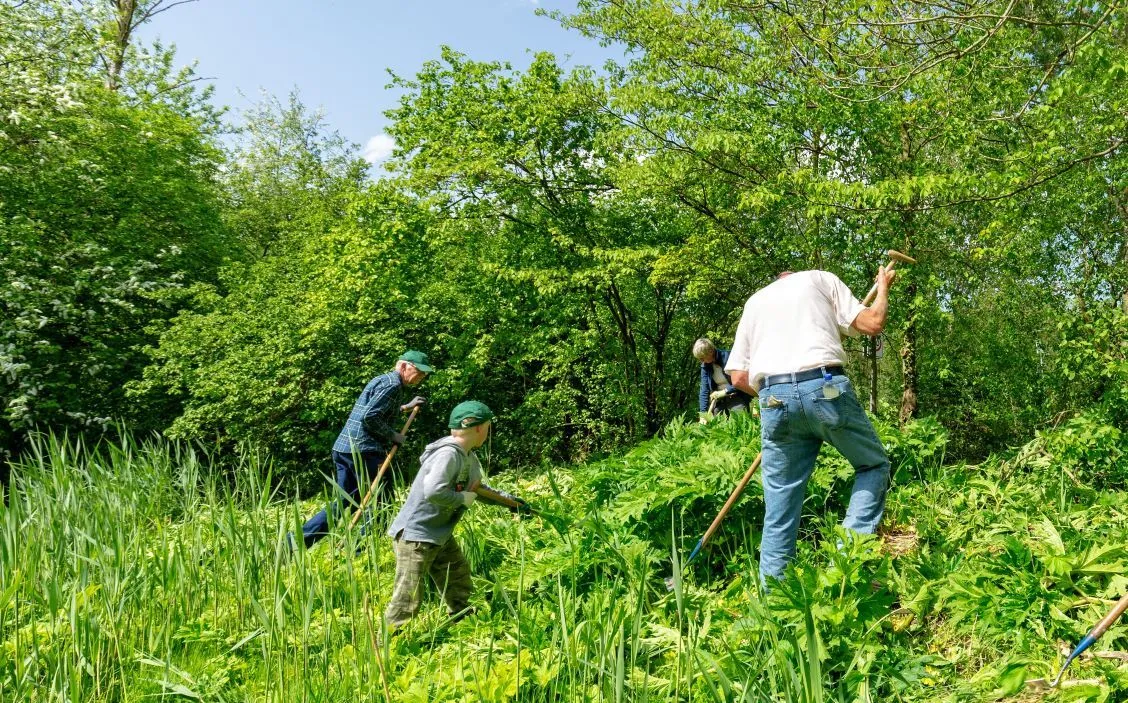reuzenberenklauwbestrijding lelystad landschapsbeheer flevoland
