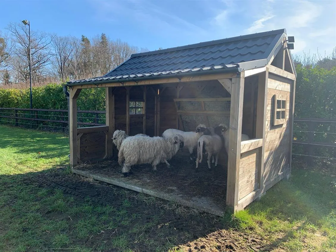 schapen wollewei warande