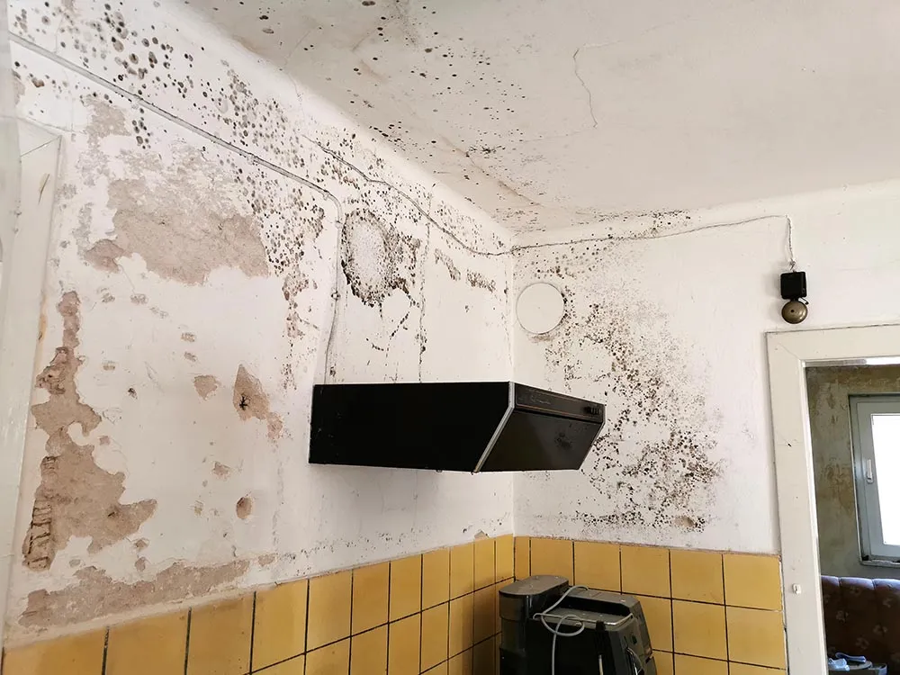 schimmels in huis ggd leefomgeving