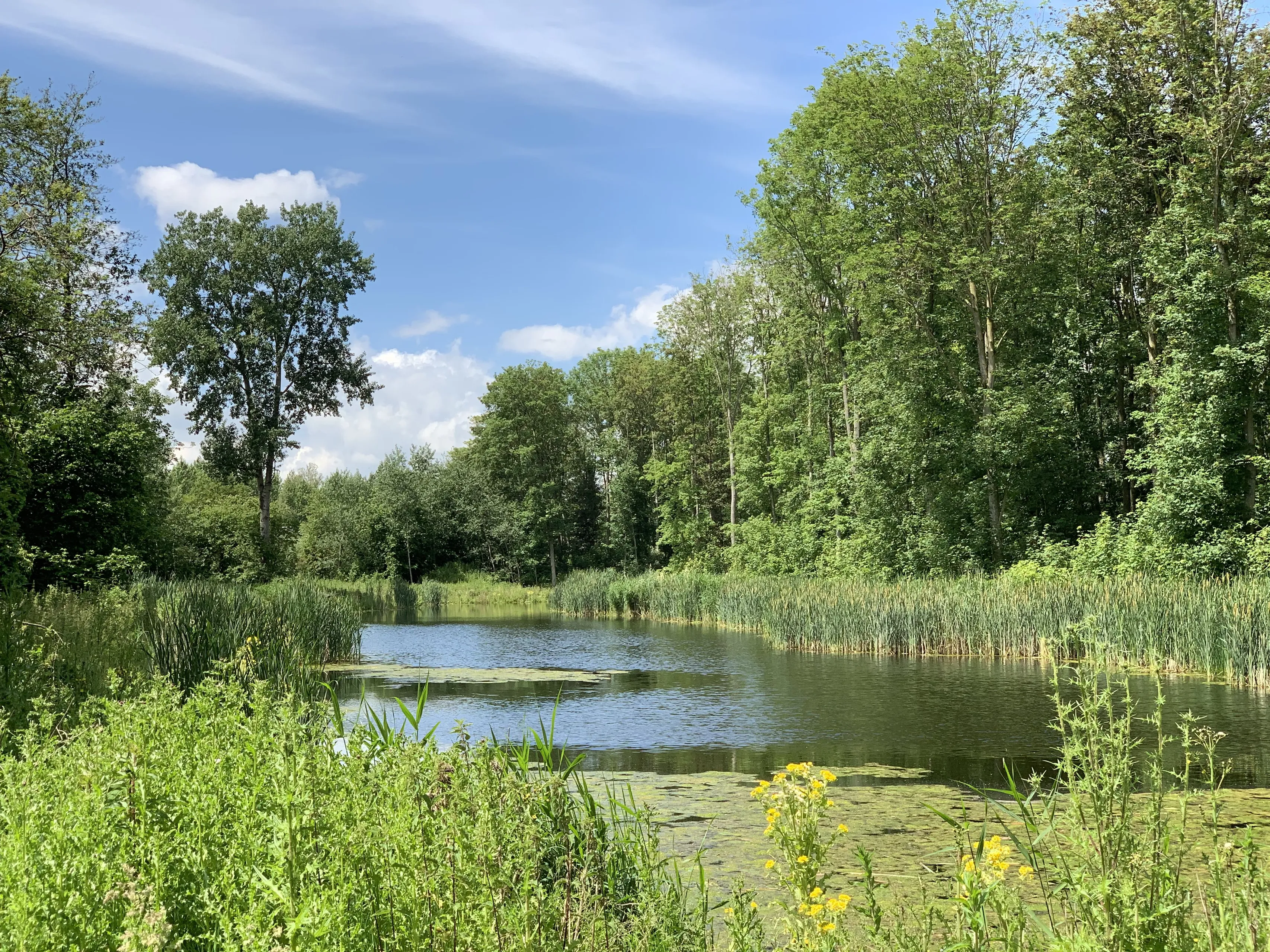 slenk hollandse hout