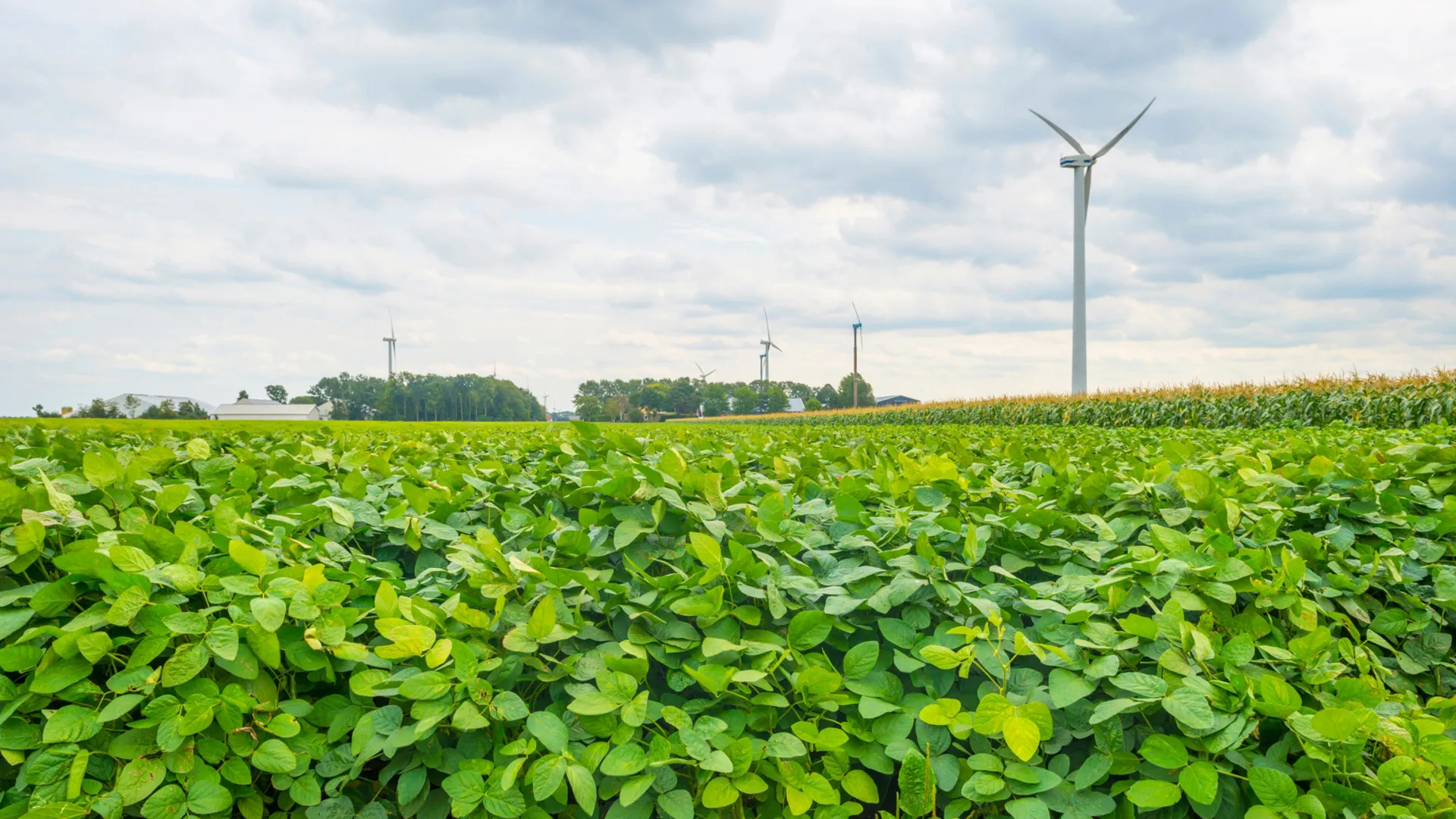 soja veld prov flevoland