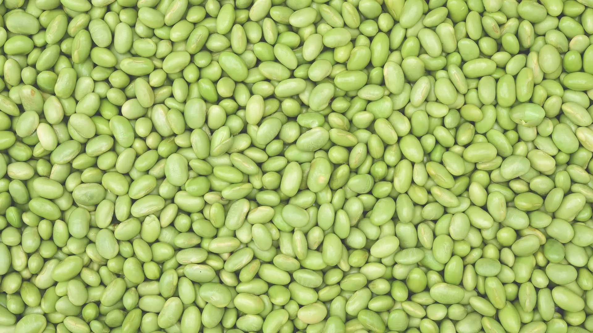 sojabonen prov flevoland