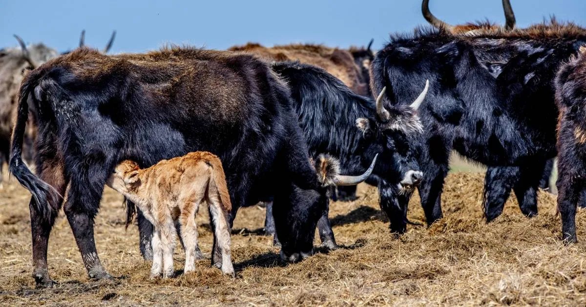 vermagerde runderen oostvaardersplassen