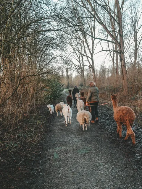 wandelen met alpacas