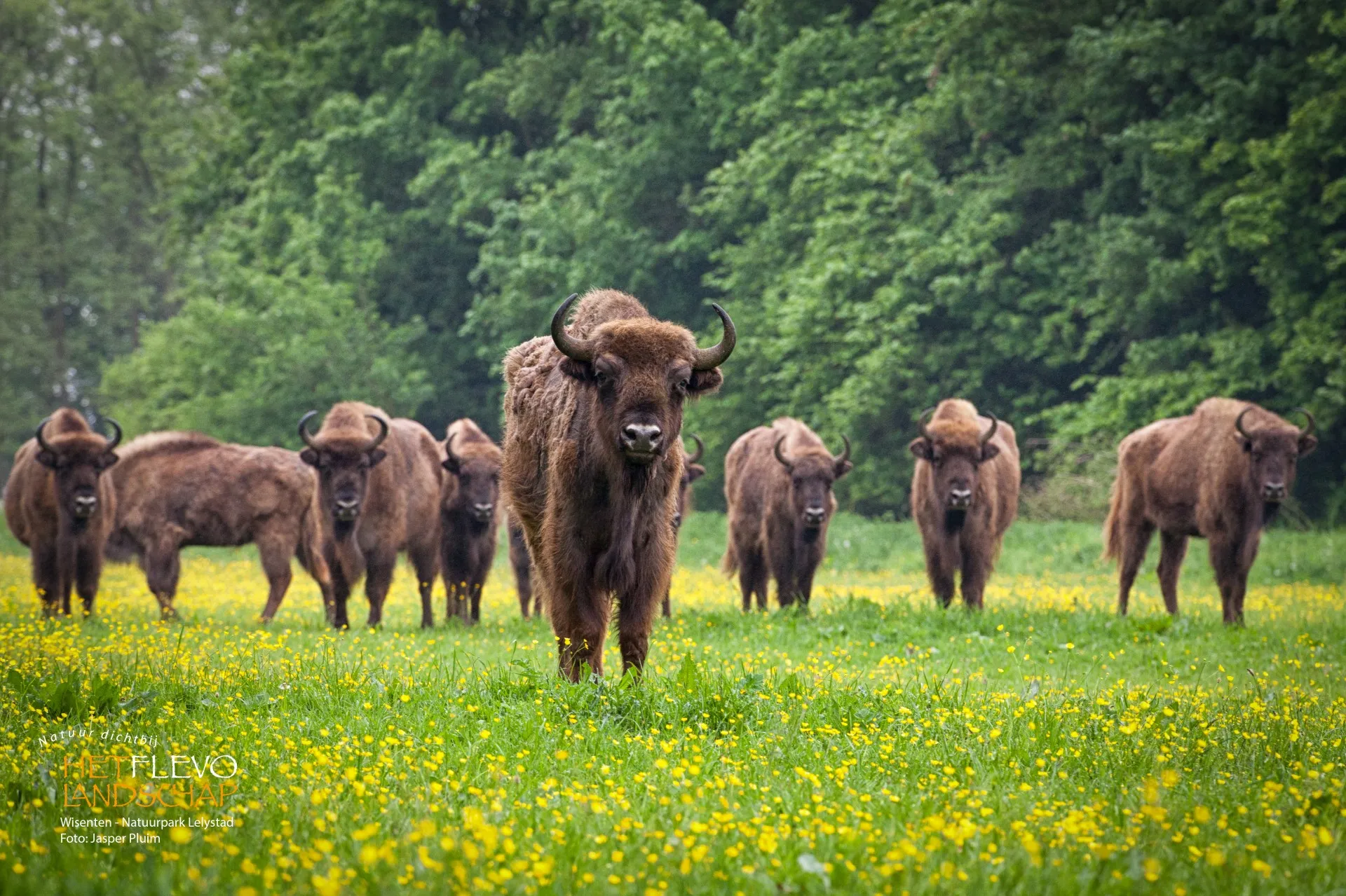 wisenten natuurpark lelystad