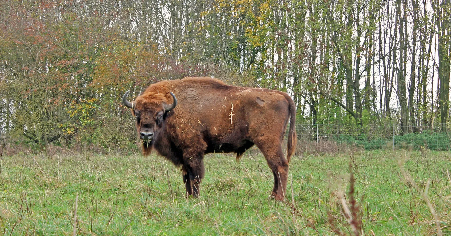 wisentstier durkan