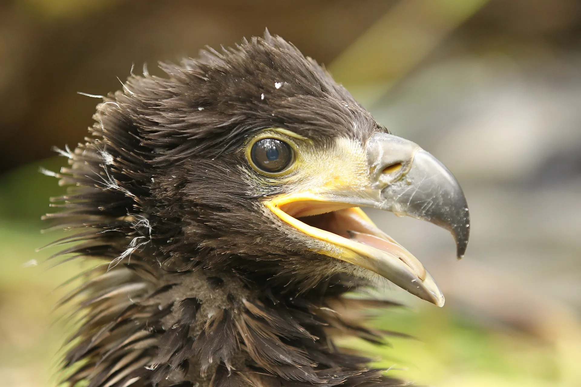 zeearend lepelaarplassen