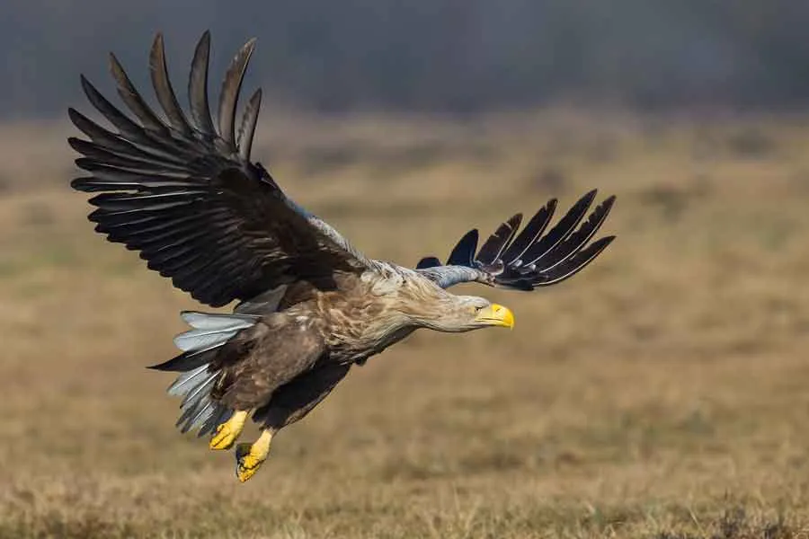 zeearend vliegt op oostvaardersplassen