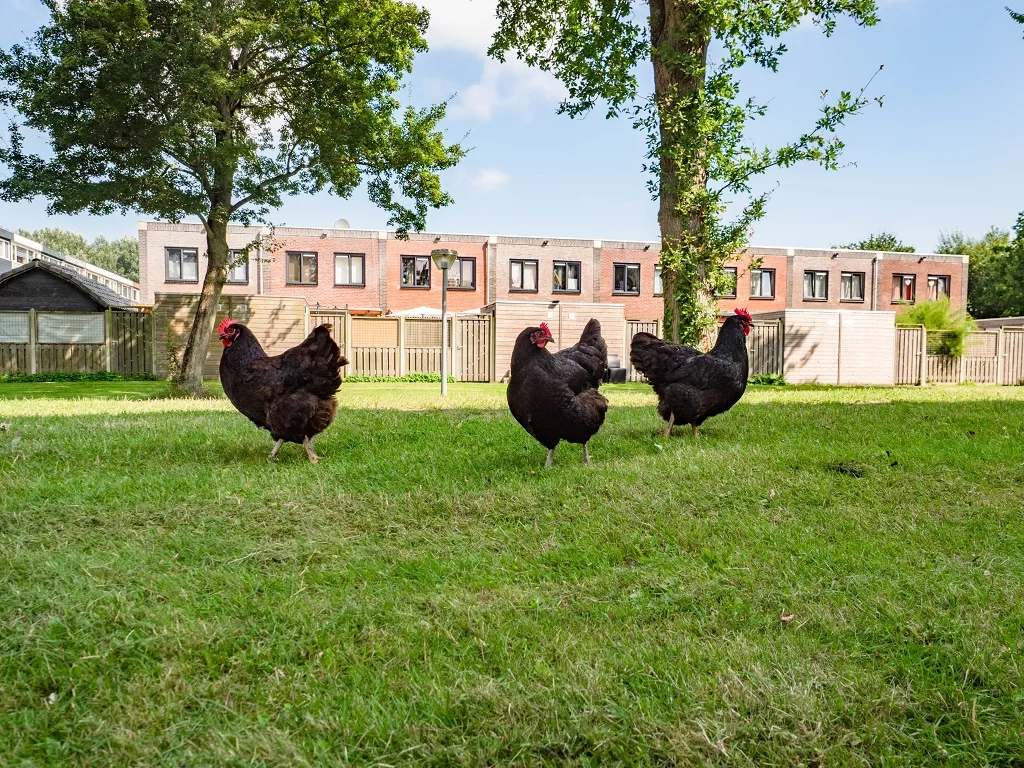 zuiderzeewijk kippen op grasveld
