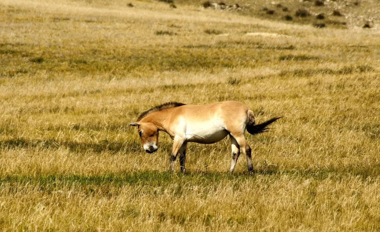 przewalski erdenebayar bayansan via pixabay
