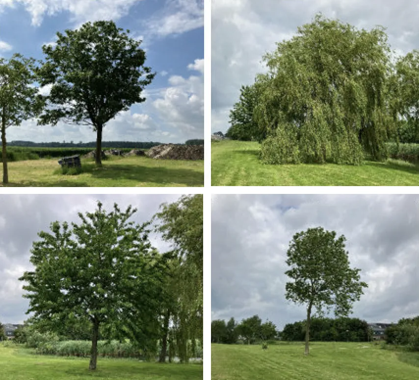 bomen de elzen gem lelystad