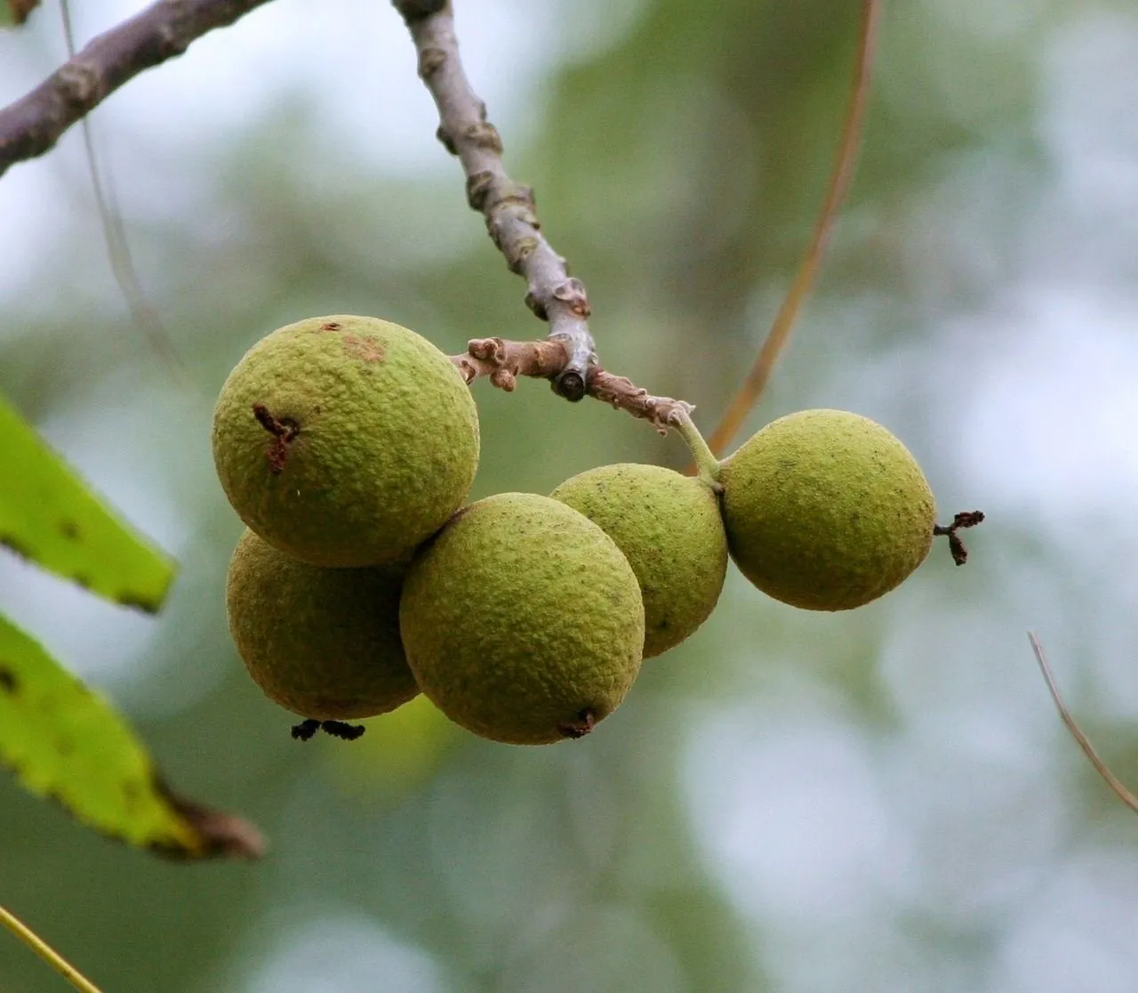 juglans nigra jamesdemers via pixabay