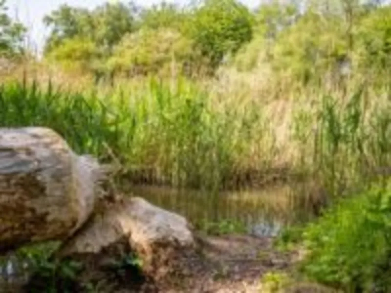 park hondekop 1 gem lelystad